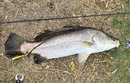 バラマンディ釣り堀に行ってみた　その17 ついにメーター出たぁ！