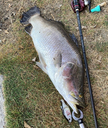 バラマンディ釣り堀に行ってみた その18 また破壊の日