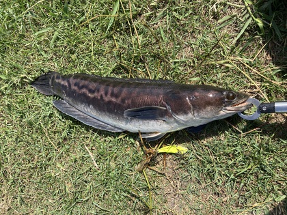 バラマンディ釣り堀に行ってみた その18 また破壊の日