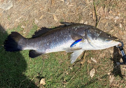 バラマンディ釣り堀に行ってみた その18 また破壊の日