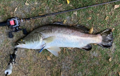 バラマンディ釣り堀に行ってみた その18 また破壊の日