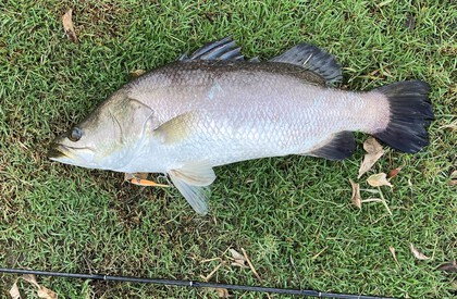 バラマンディ釣り堀に行ってみた　その19