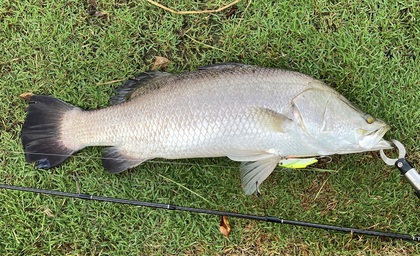 バラマンディ釣り堀に行ってみた　その19