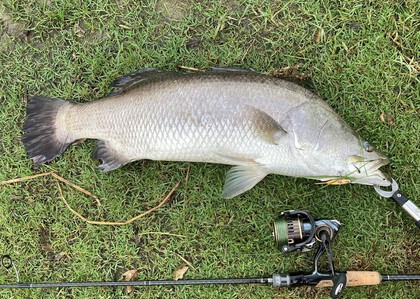 バラマンディ釣り堀に行ってみた　その19