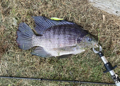 バラマンディ釣り堀に行ってみた　その19