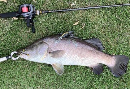 バラマンディ釣り堀に行ってみた　その19