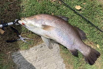 バラマンディ釣り堀に行ってみた　その19