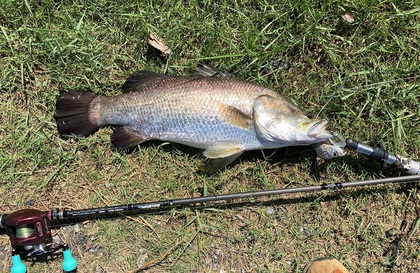 バラマンディ釣り堀に行ってみた　その19