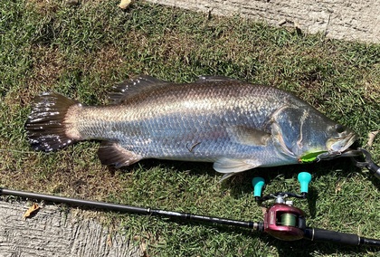 バラマンディ釣り堀に行ってみた　その19