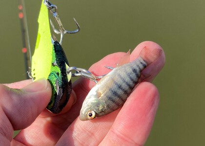 バラマンディ釣り堀に行ってみた　その20&21