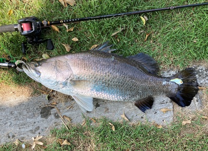 バラマンディ釣り堀に行ってみた　その20&21