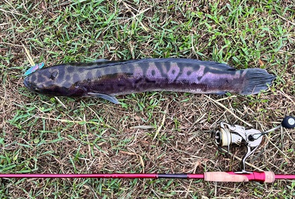 バラマンディ釣り堀に行ってみた その38