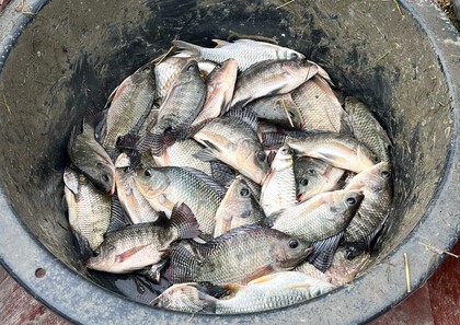 バラマンディ釣り堀に行ってみた その38