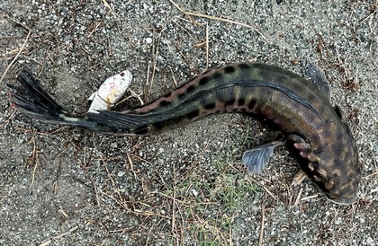 バラマンディ釣り堀に行ってみた その38