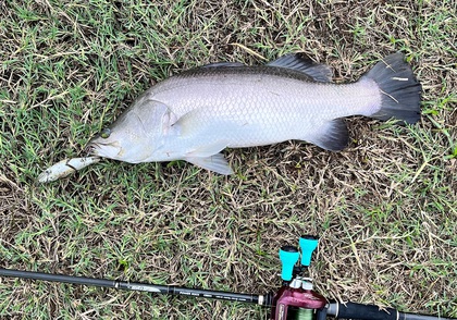 バラマンディ釣り堀に行ってみた その38