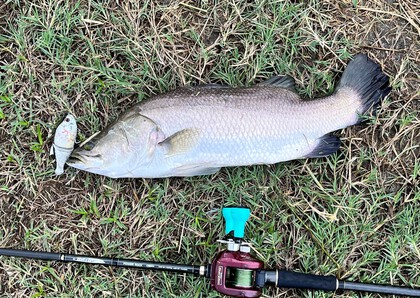 バラマンディ釣り堀に行ってみた その38