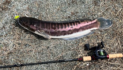 バラマンディ釣り堀に行ってみた その38