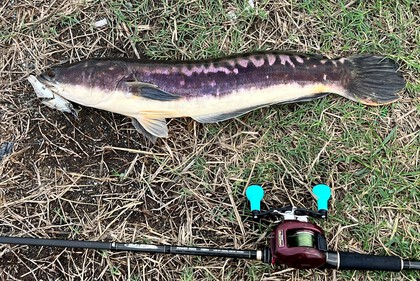 バラマンディ釣り堀に行ってみた その38