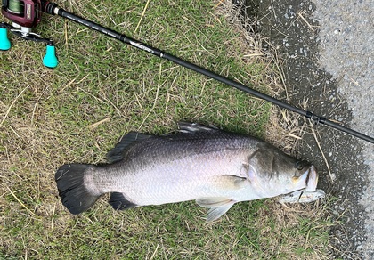 バラマンディ釣り堀に行ってみた その38