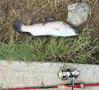 バラマンディ釣り堀に行ってみた その38