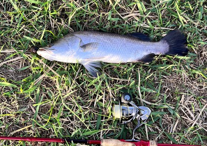 バラマンディ釣り堀に行ってみた その39 空いてて良く釣れました