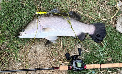 バラマンディ釣り堀に行ってみた その39 空いてて良く釣れました