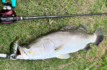 バラマンディ釣り堀に行ってみた その39 空いてて良く釣れました