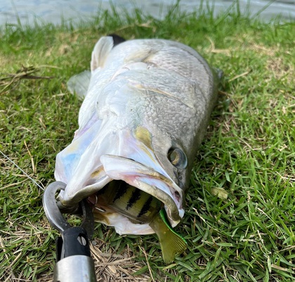 バラマンディ釣り堀に行ってみた その39 空いてて良く釣れました