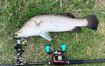 バラマンディ釣り堀に行ってみた その39 空いてて良く釣れました