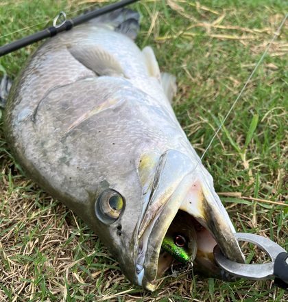 バラマンディ釣り堀に行ってみた その39 空いてて良く釣れました