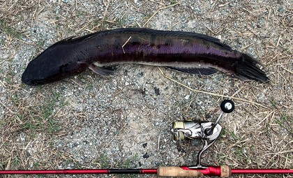 バラマンディ釣り堀に行ってみた その39 空いてて良く釣れました