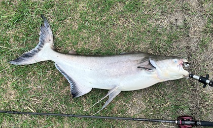 バラマンディ釣り堀に行ってみた その39 空いてて良く釣れました