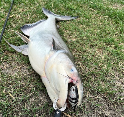 バラマンディ釣り堀に行ってみた その39 空いてて良く釣れました