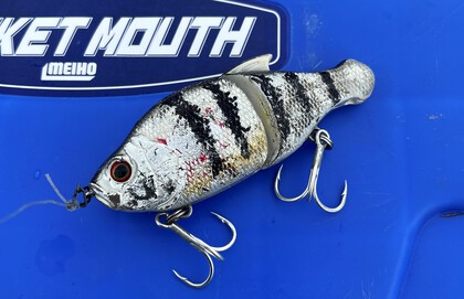 バラマンディ釣り堀に行ってみた その39 空いてて良く釣れました