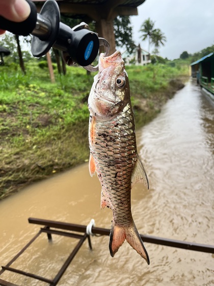 タイで川釣りしてみた