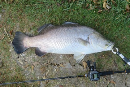 バラマンディ釣り堀に行ってみた　その22