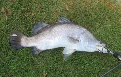バラマンディ釣り堀に行ってみた　その22