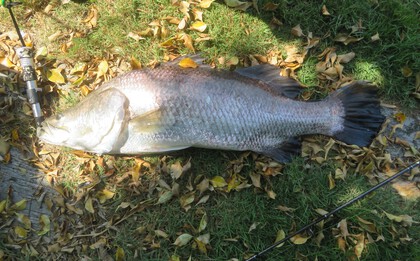 バラマンディ釣り堀に行ってみた　その22