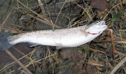 インディアナ釣行 その42  トラウト開幕！
