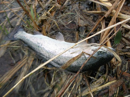 インディアナ釣行 その42  トラウト開幕！