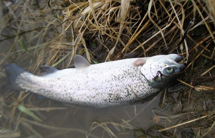 インディアナ釣行 その42  トラウト開幕！