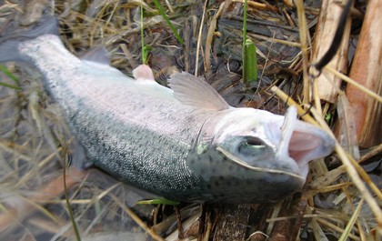 インディアナ釣行 その42  トラウト開幕！