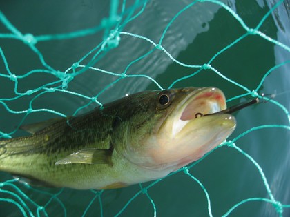 インディアナ釣行 その44  再びカヤックトラウト