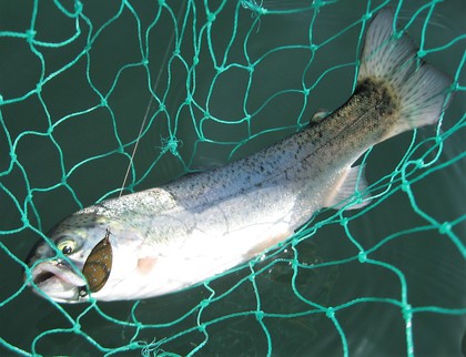 インディアナ釣行 その44  再びカヤックトラウト