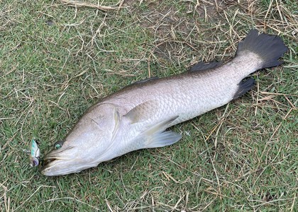 バラマンディ釣りに行ってきた！