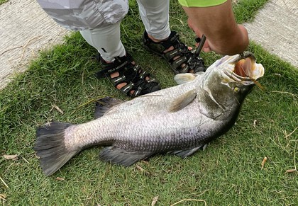 バラマンディ釣りに行ってきた！