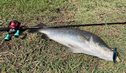 バラマンディ釣り堀に行ってみた　その２