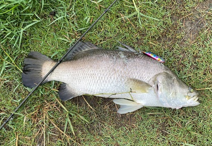 バラマンディ釣り堀に行ってみた　その4