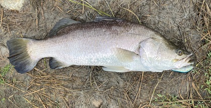 バラマンディ釣り堀に行ってみた　その9 ニューロッド入魂