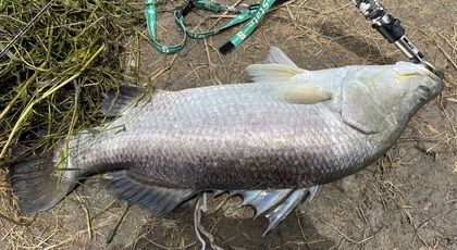 バラマンディ釣り堀に行ってみた　その9 ニューロッド入魂